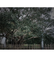 三面椿（サムネイル）